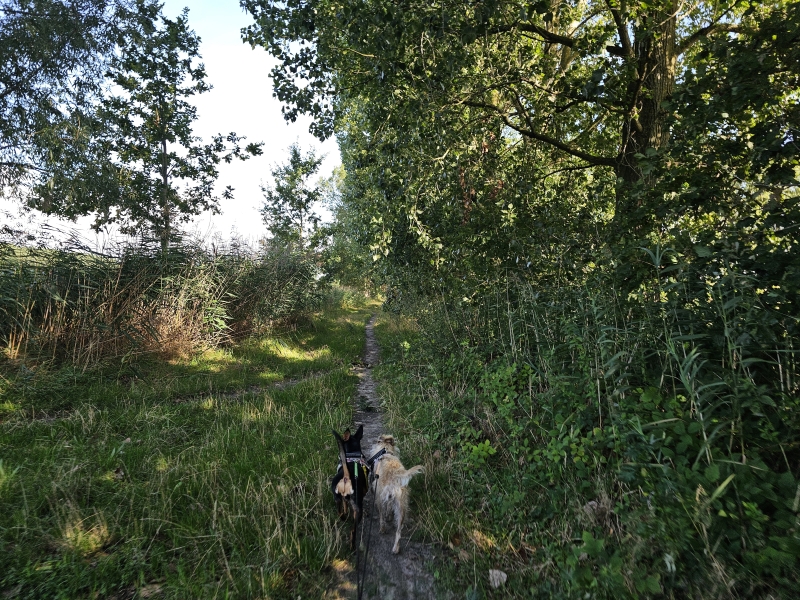 Stekene boswandeling met hond Stekene boswandeling met hond