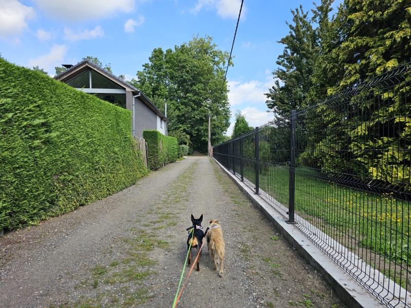 Stekene en Sint-Jansteen wandeling met hond