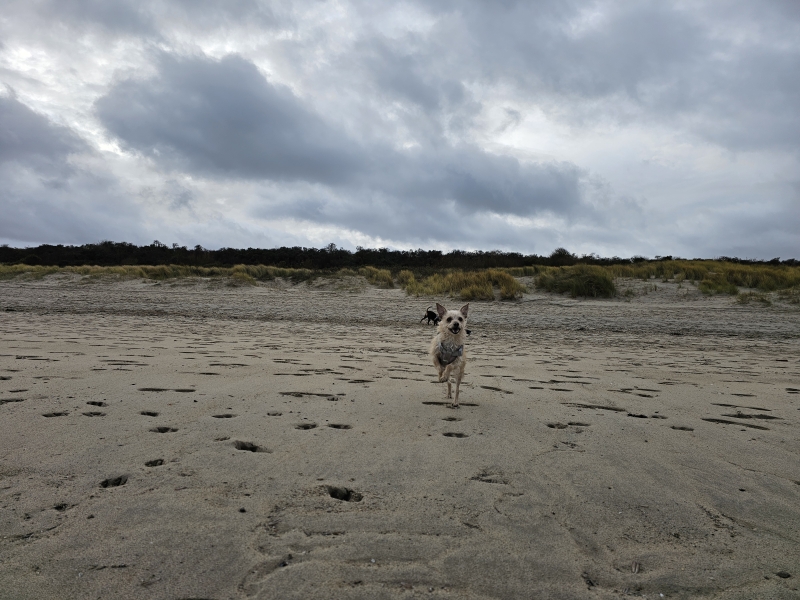Strand Breskens hond los