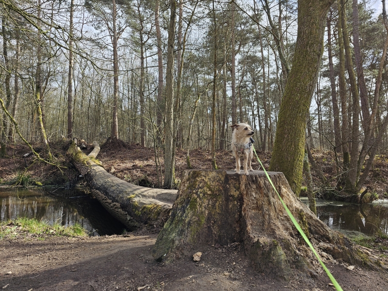 Stropersbos met hond
