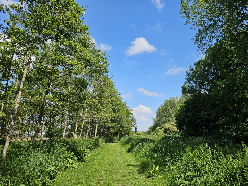 T Rhodesgoed in Krachtem wandelen met hond