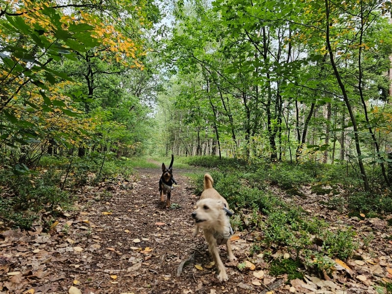 T Vierhouterbos op de Veluwe losloopgebied