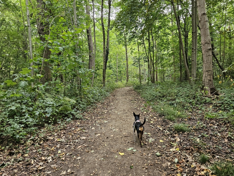 Ter Linden wandelroute met hond Edegem Antwerpen naar Fort 5