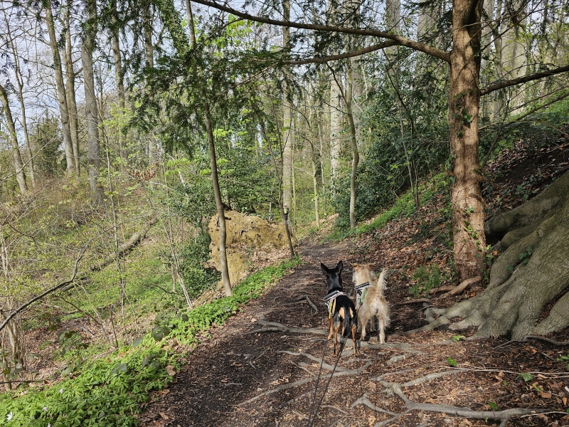 Thaborberg Kattebroek in Dilbeek wandeling met honden