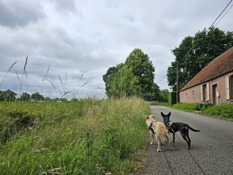 Tielen, Kasterlee wandelroute landelijk wandelen langs de velden met hond Tielen, Kasterlee wandelroute landelijk wandelen langs de velden met hond