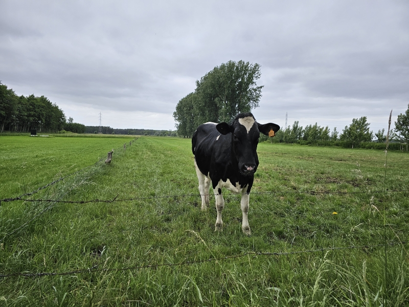 Tielen wandelroute Tielen wandelroute