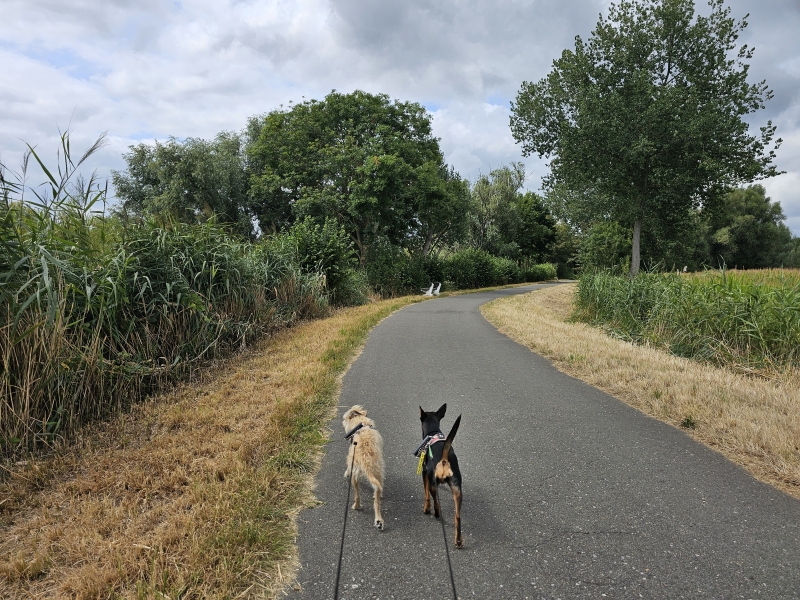 Tielrode Roomacker wandelroute Temse Tielrode Roomacker wandelroute Temse