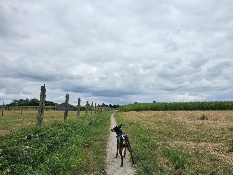 Tielrode wandelroute trage wegen Tielrode wandelroute trage wegen