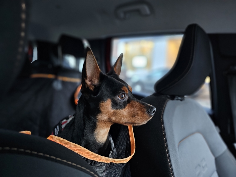 Tips hittegolf hond koel houden