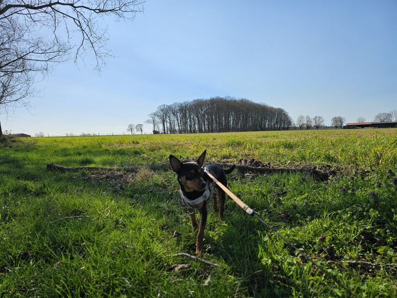 Torrebos Burkel wandelroute Torrebos Burkel wandelroute