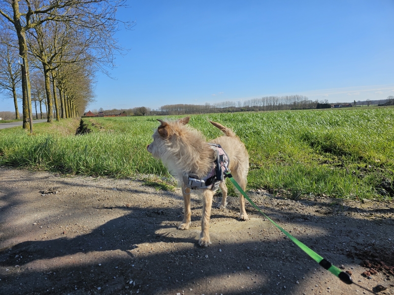 Torrebos wandelroute Burkel in Maldegem Meetjesland Torrebos wandelroute Burkel in Maldegem Meetjesland