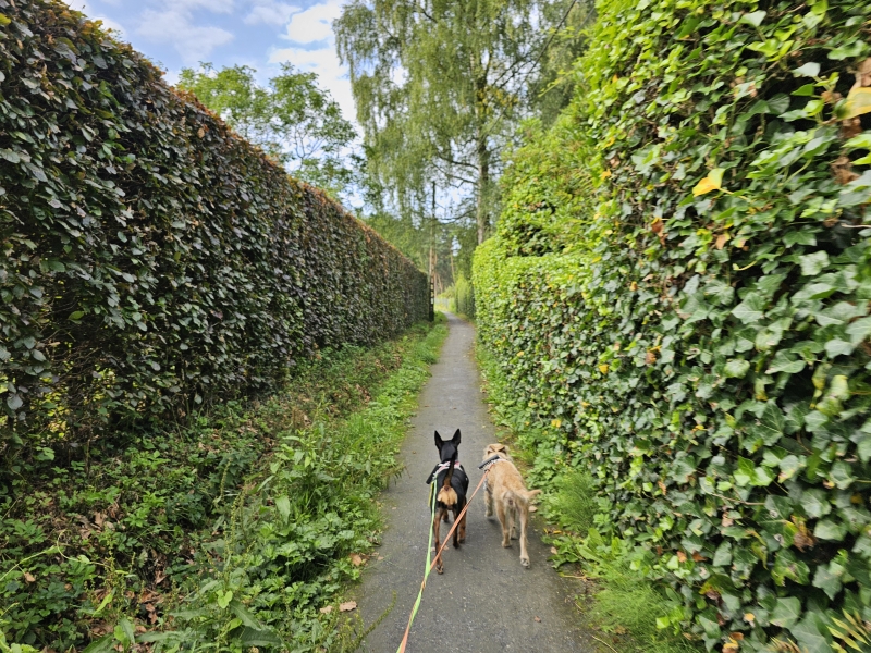 Trage wegen wandeling Belsele