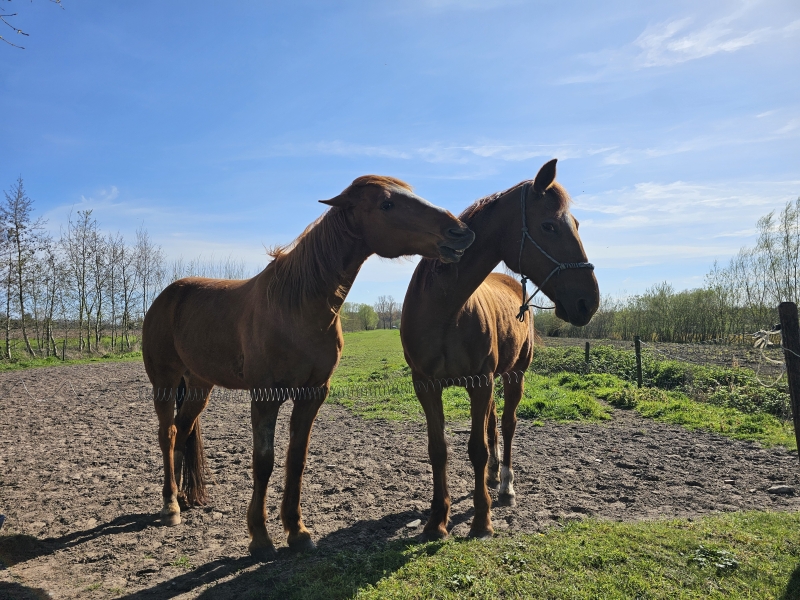 Trage wegen wandeling Eeklo met hond langs enkele paarden