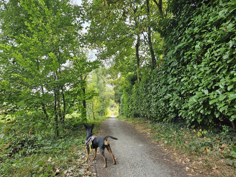 Trage wegen wandeling Eksaarde