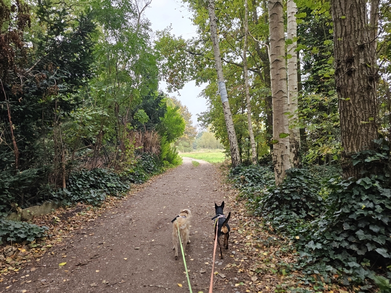 Trage wegen wandeling in Borsbeek Fort 3 met hond Trage wegen wandeling in Borsbeek Fort 3 met hond