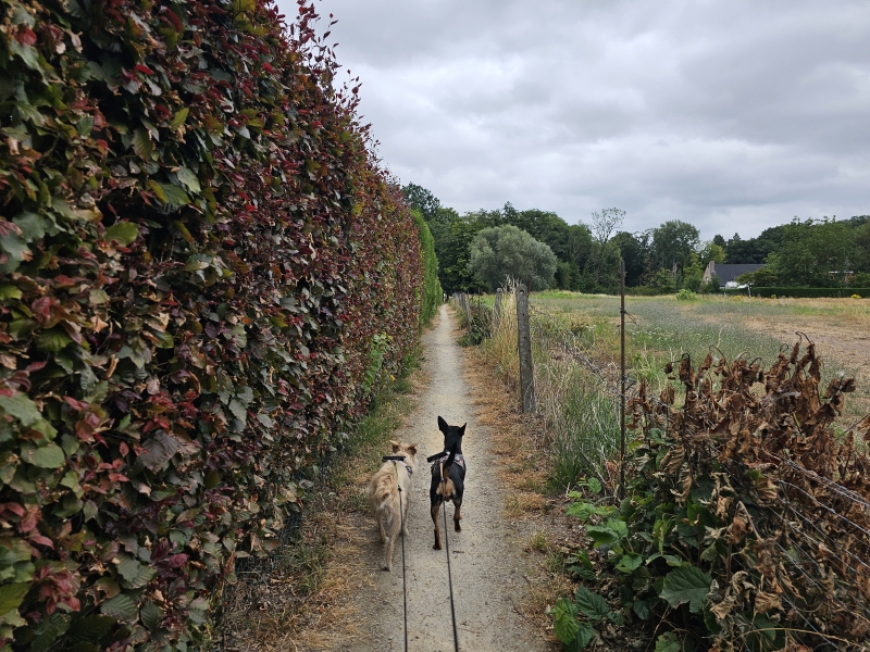 Trage wegen wandeling in Lebbeke
