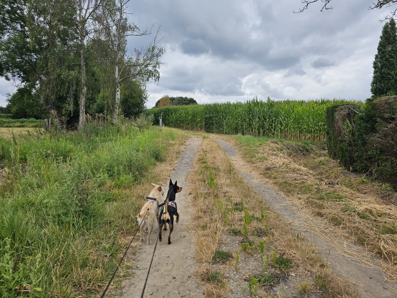 Trage wegen wandeling in Tielrode met hond Trage wegen wandeling in Tielrode met hond