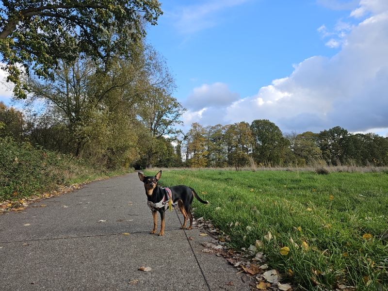 Trage wegen wandeling in Zemst: het Wormelaarspad Trage wegen wandeling in Zemst: het Wormelaarspad