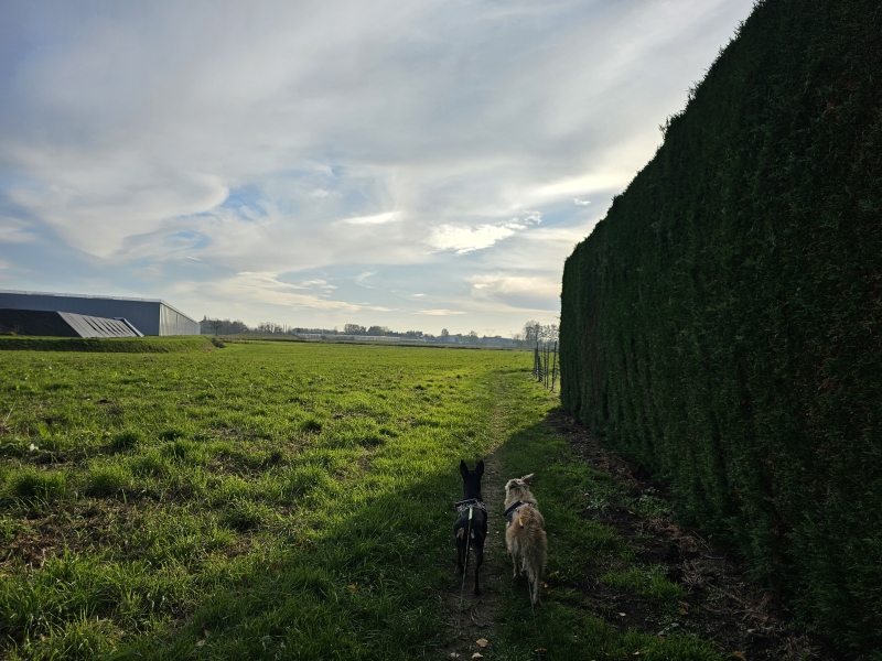 Trage wegen wandeling met hond Wommelgem Fort 2 Trage wegen wandeling met hond Wommelgem Fort 2