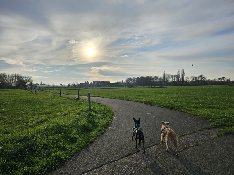 Trage wegen wandeling Wommelgem van het Groen Kruis door de natuur met hond Trage wegen wandeling Wommelgem van het Groen Kruis door de natuur met hond