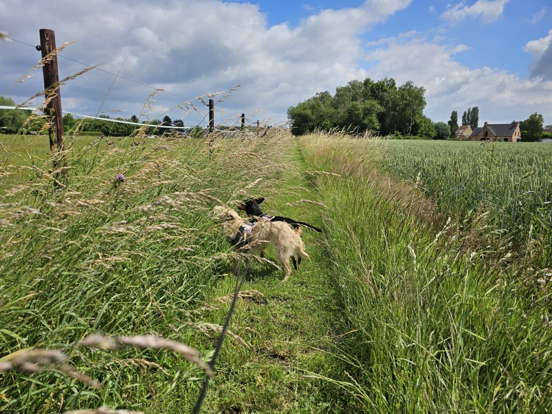 Trage wegen wandelroute Houtem Vilvoorde Trage wegen wandelroute Houtem Vilvoorde