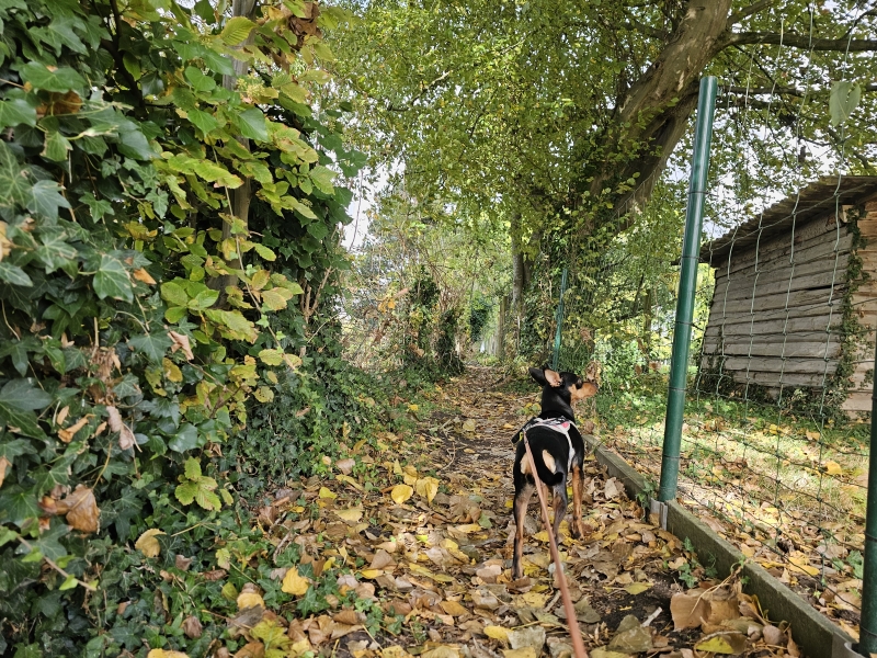 Trage wegen wandelroute in Massemen, Wetteren