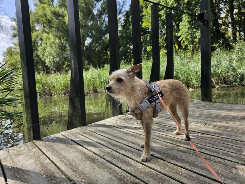 Trekveer over de Oude Schelde in Dendermonde met hond