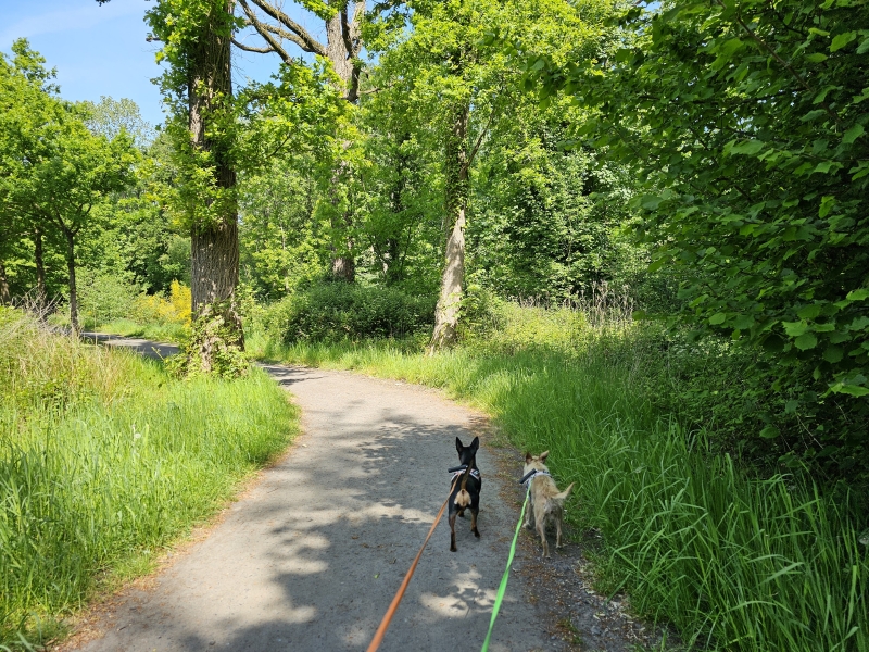 Uitstap met de hond in West-Vlaanderen: wandeling door het Groenhove bos in Torhout