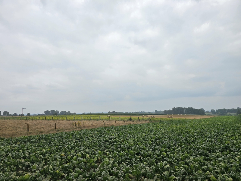Uitzicht over de natuur in Nederhasselt, Nniove tijdens de Beverbeekvallei wandelroute van 13 kilometer Uitzicht over de natuur in Nederhasselt, Nniove tijdens de Beverbeekvallei wandelroute van 13 kilometer