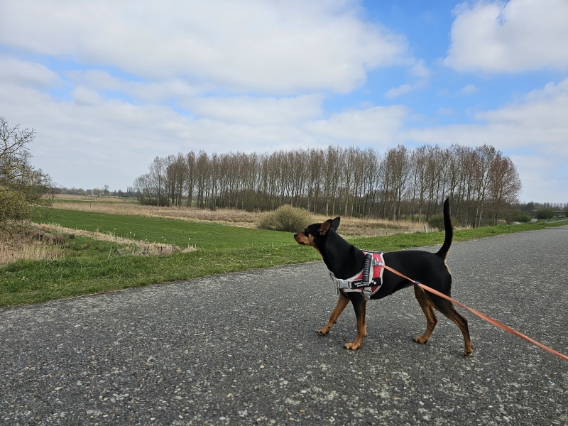 Uitzicht tijdens de wandeling in Grembergen