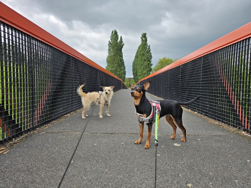 Utrecht Veldhuizerpark wandeling met hond Utrecht Veldhuizerpark wandeling met hond