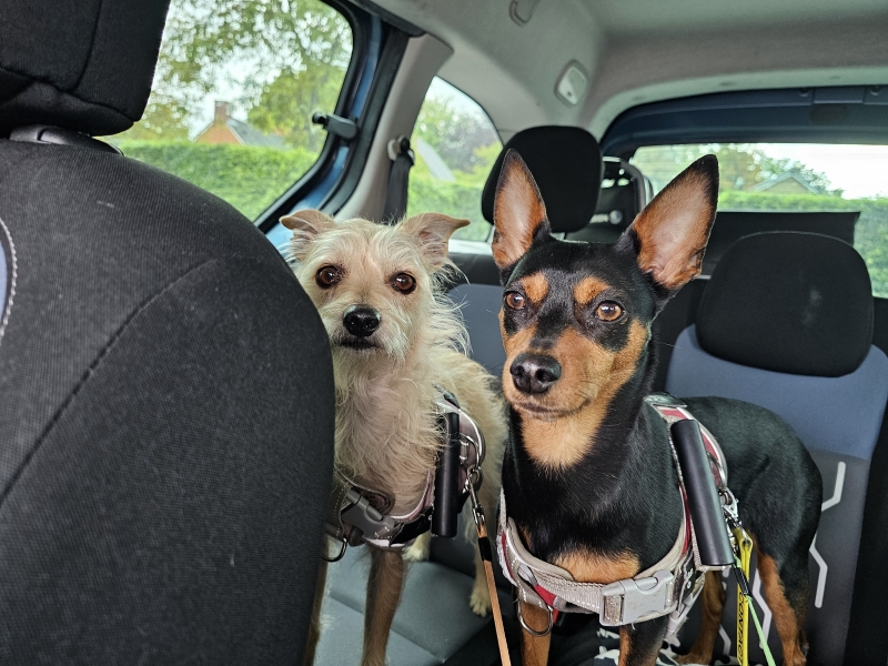 Vakantie Friesland rolstoelvriendelijke wandelroutes met hond