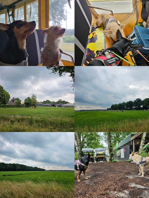 Vakantie met hond in De Huttenheugte in Centerparcs