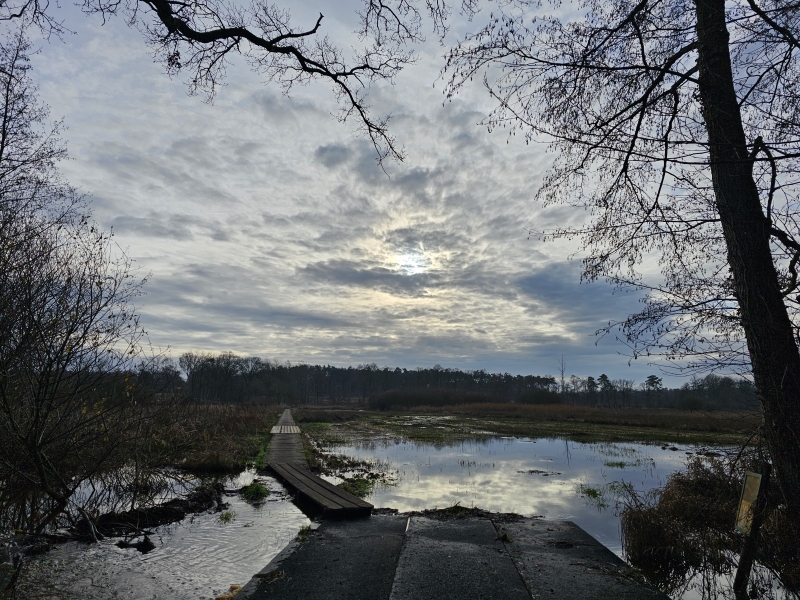 Vallei van de Zwarte Beek wandelroute met hond in Koersel, Beringen Vallei van de Zwarte Beek wandelroute met hond in Koersel, Beringen