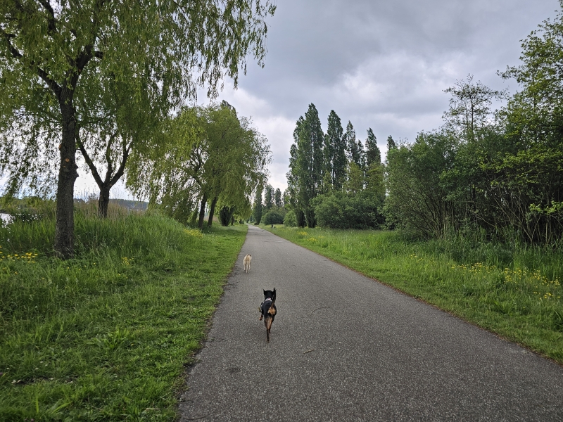 Veldhuizerpark in Utrecht hond los Veldhuizerpark in Utrecht hond los