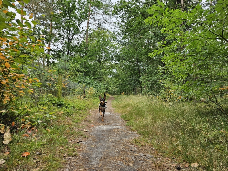 Veluwe Vierhouten Vierhouterbos boswandeling door losloopgebied met hond