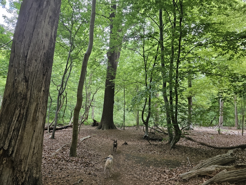 Verfrissende boswandeling in het Liesbos, Breda, Nederland