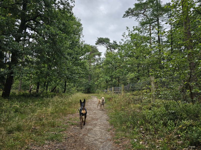 Vierhouterbos honden
