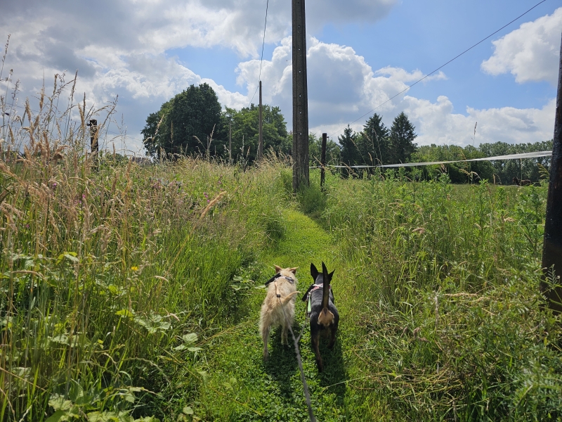 Vilvoorde Houtem trage wegen wandeling met hond Vilvoorde Houtem trage wegen wandeling met hond