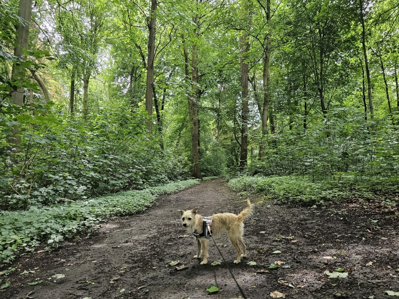 Vilvoorde park wandelen met hond 4,4 kilometer