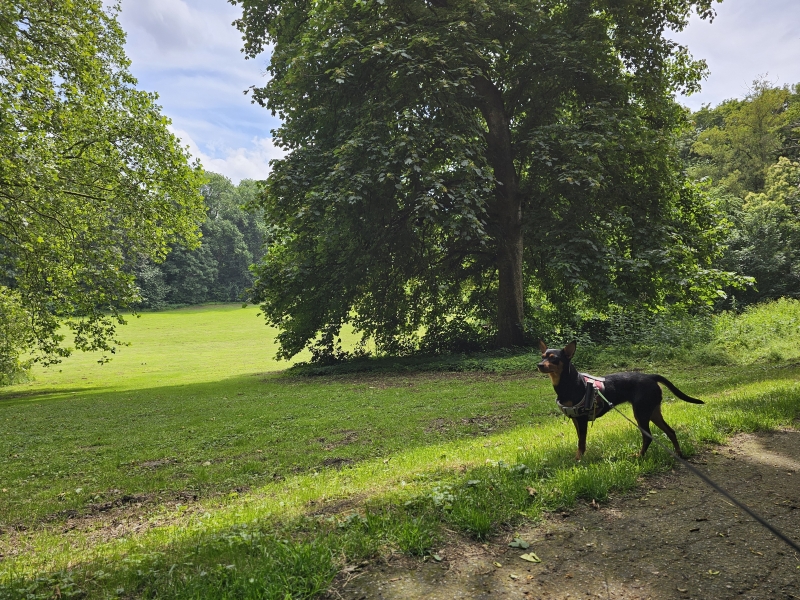 Vilvoorde wandelen door het park de Drie Fonteinen met hond