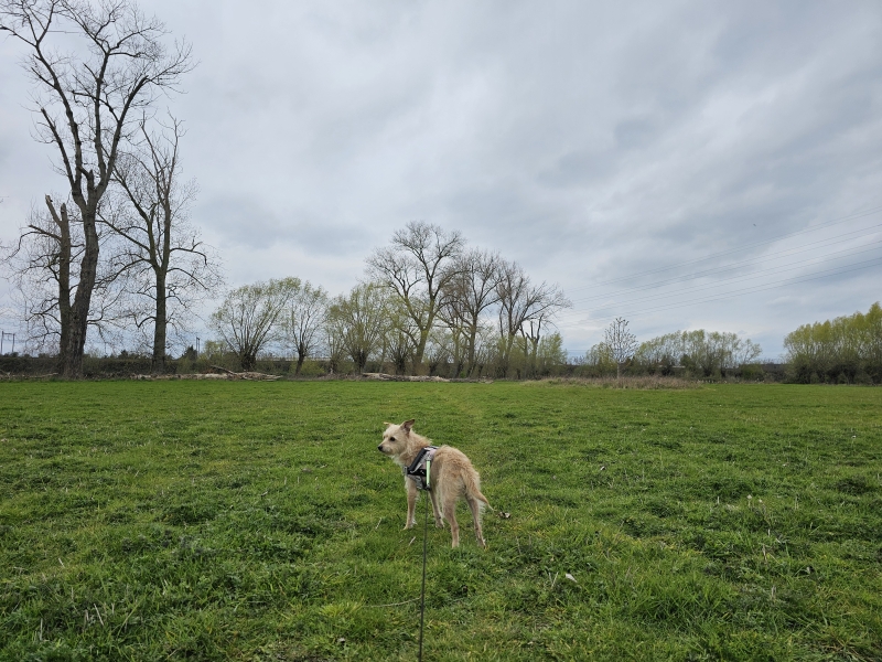 Vilvoorde wandelen met hond Vilvoorde wandelen met hond