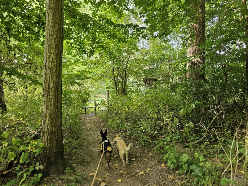 Vinderhoute Leeuwenhofwandeling rood hond