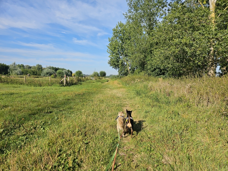 Vinderhoutse bossen rode wandeling 4 km met hond