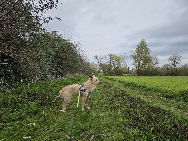 Vivoorde wandelroute Bomputten Vivoorde wandelroute Bomputten