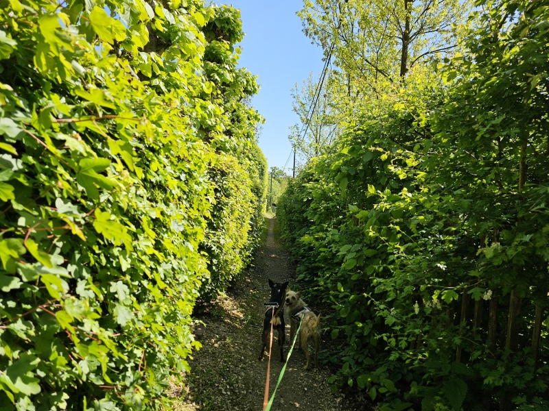 Vlaams-Brabant wandelen met hond