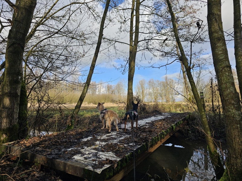 Vlaams-Brabant Zemst Bos van Aa Kollinten wandeling met hond