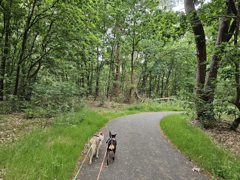 Vlinderwandeling met hond Kattenbos in Lommel