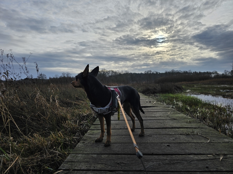 Vlonderpad wandelroute in Koersel in Beringen met hond Vlonderpad wandelroute in Koersel in Beringen met hond