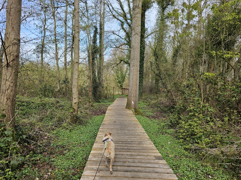 Vlonderpad door de Rotte Gaten in Meerbeek, Kortenberg